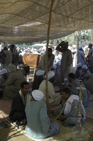 Egypte, Haute Egypte, Daraw au nord d'Assouan, marché aux animaux, fumeurs de Chicha ou Narguilé