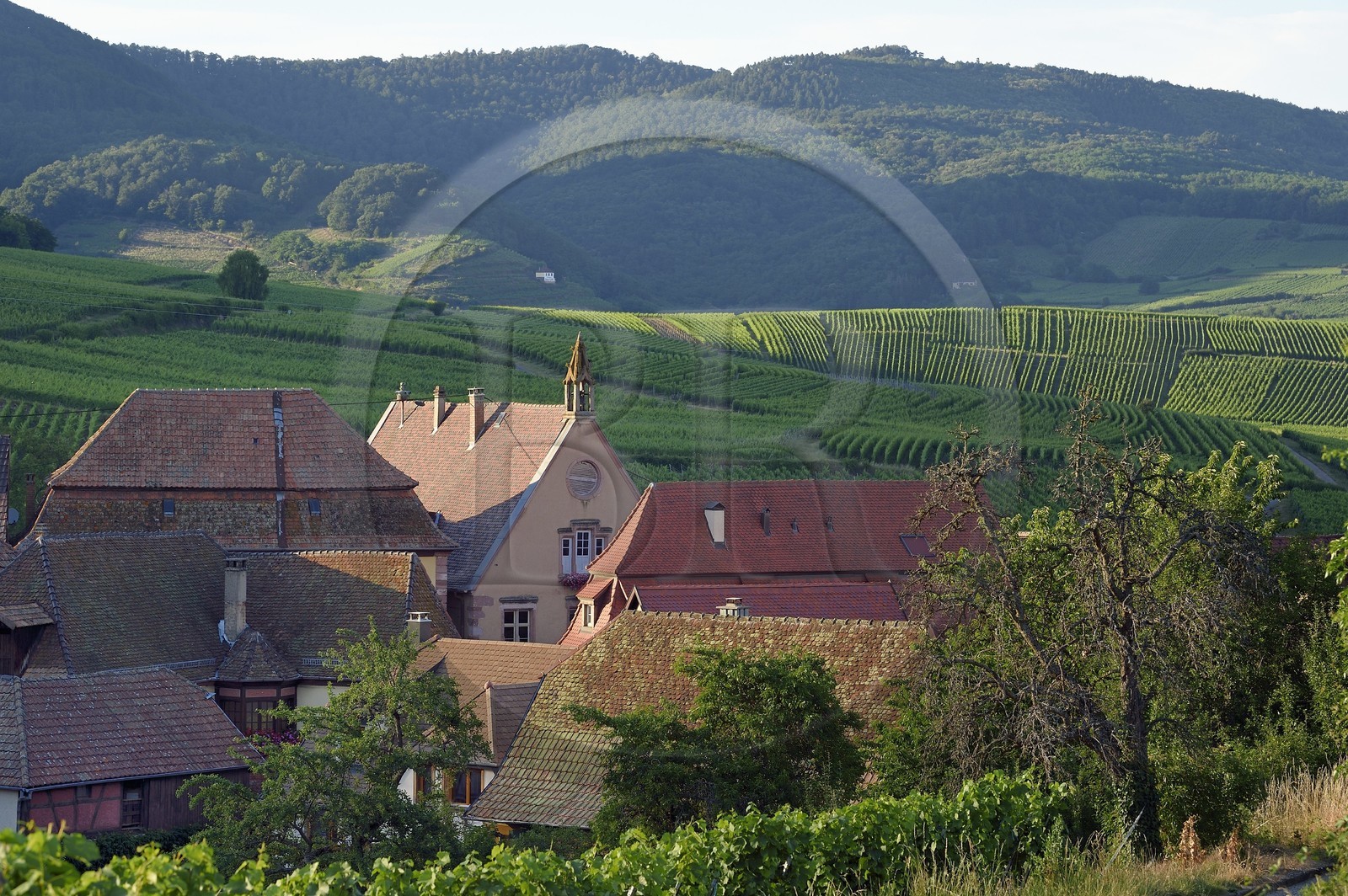 France, Haut Rhin, the Alsace Wine Route, Hunawihr, labelized the Most Beautiful Villages of France