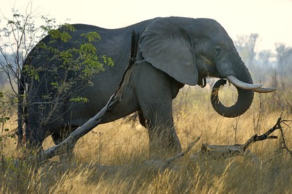 Zimbabwe, Matabeleland North Province, Hwange National Park, wild african elephant (Loxodonta africana)