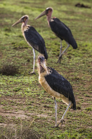 Rwanda, Parc national de l'Akagera, marabout d'Afrique (Leptoptilos crumenifer)