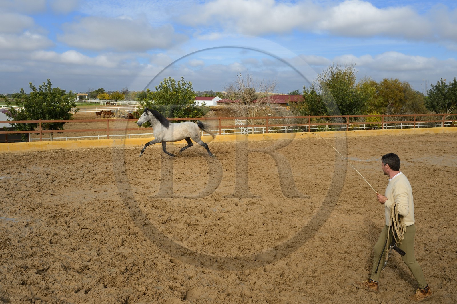 Espagne, Andalousie, province de Séville, Utrera, le haras Ayala (Yeguada Ayala), entrainement d'un Pure race espagnole ou PRE (Pura Raza Espanola)