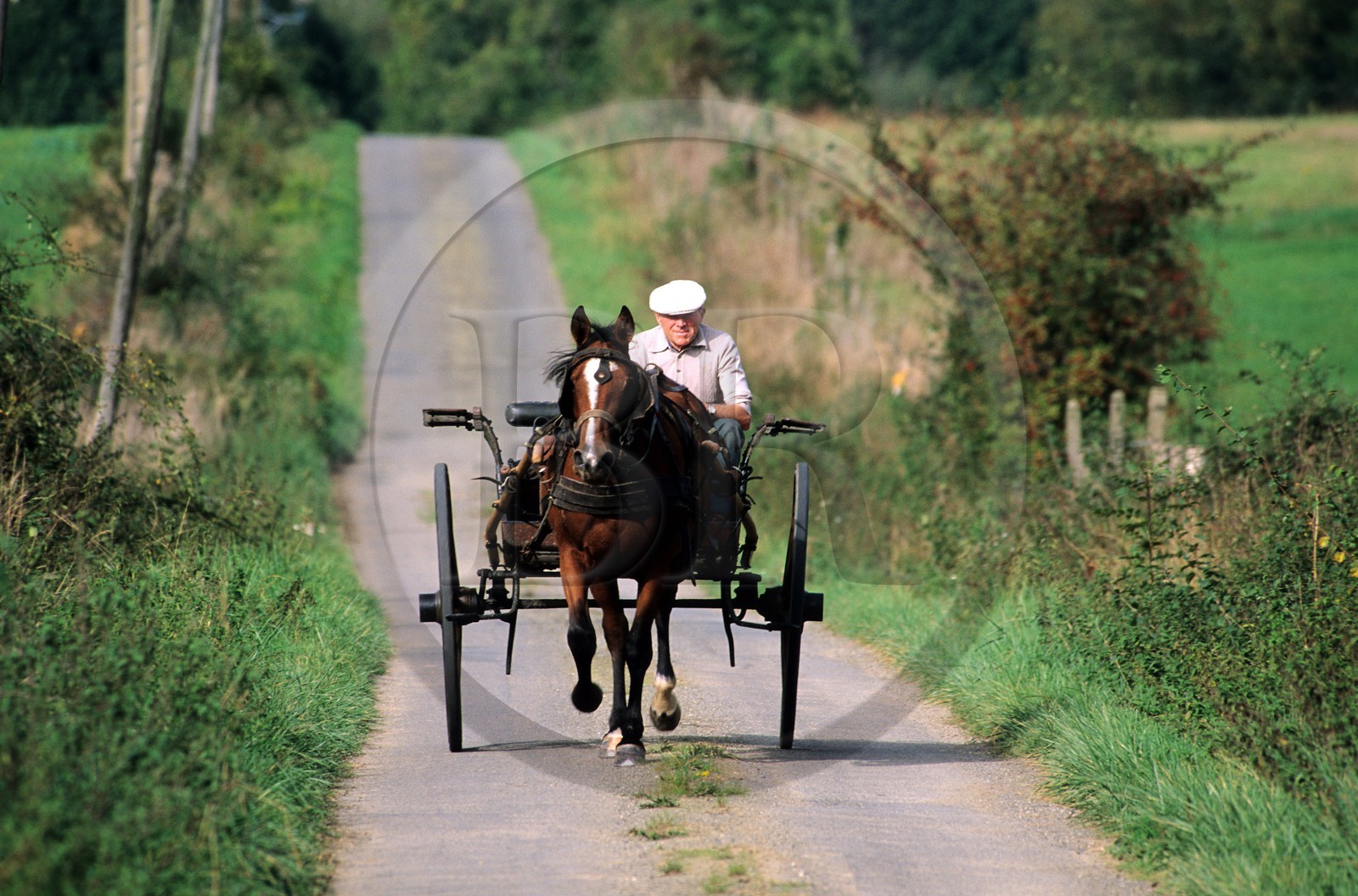 France, Manche (50), cheval tractant une calèche
