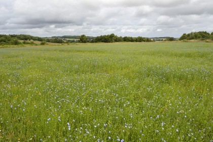 France, Ille-et-Vilaine, Saint-Just, the Lande de Cojoux, buckwheat field