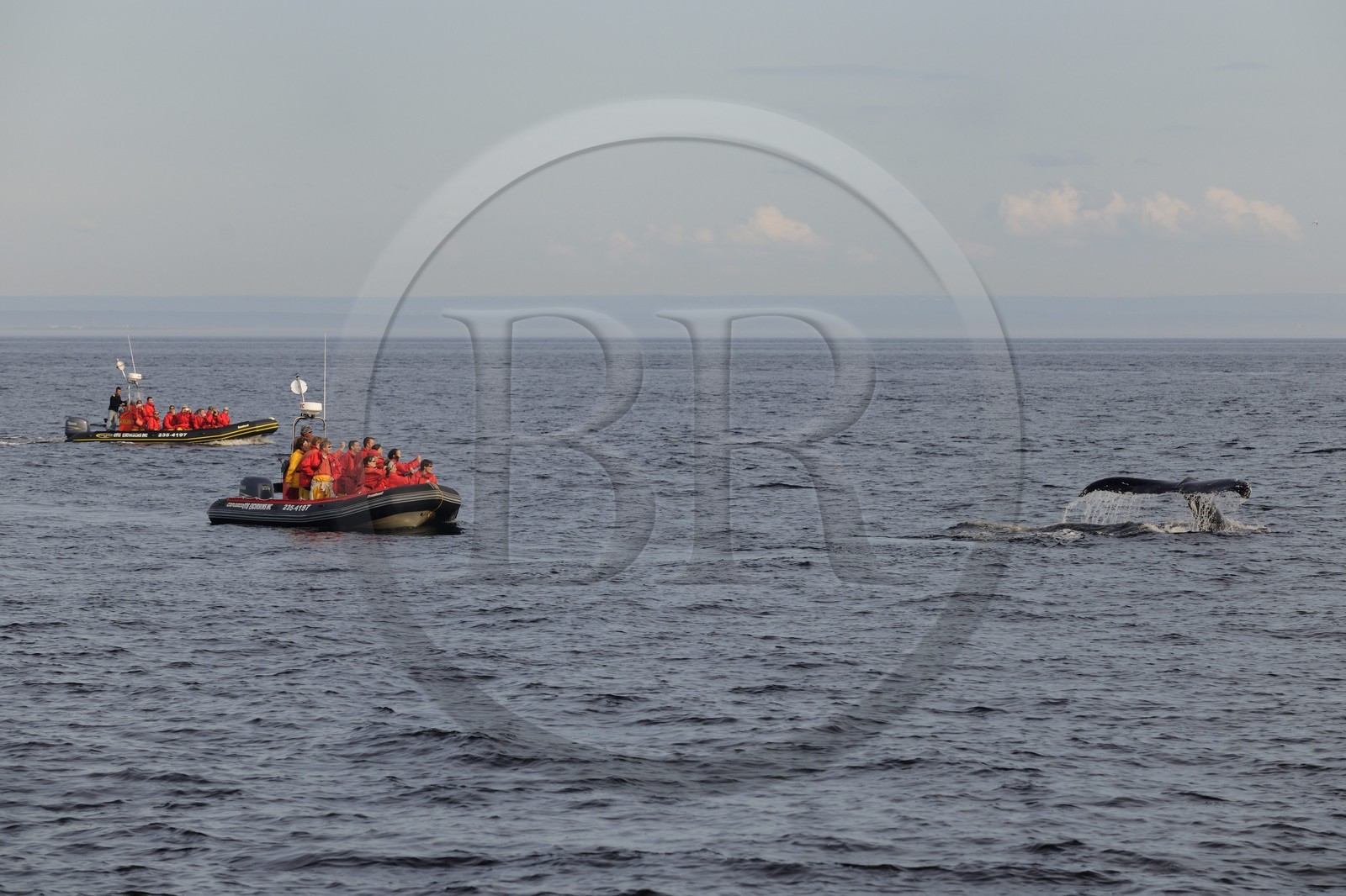Canada, province de Québec, région du Manicouagan, excursion d'observation des baleines à bosse en Zodiac au large de Tadoussac