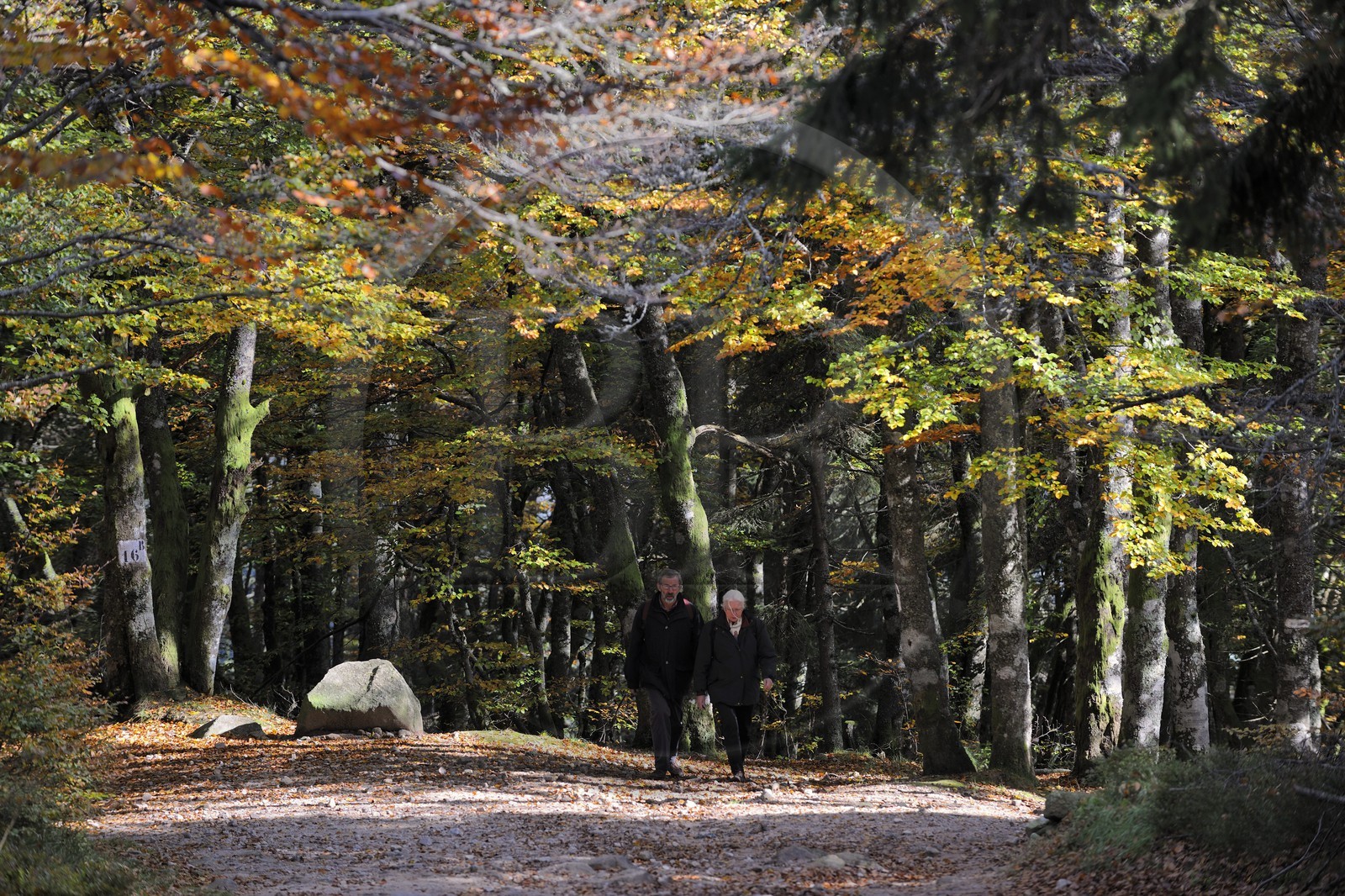 France, Haut-Rhin (68), la route des Crêtes, randonneurs dans la forêt de la réserve naturelle de Tanet-Gazon-du-Faing