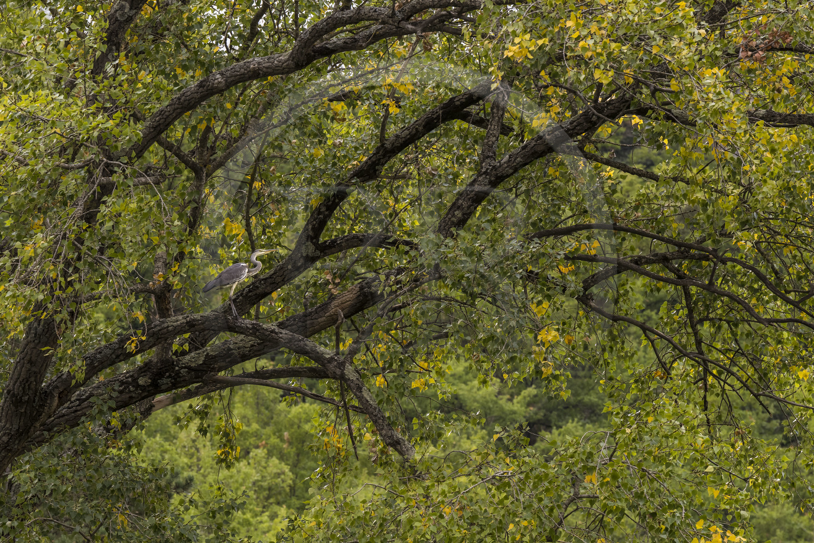 France, Aveyron (12), parc naturel régional des Grands Causses, Millau, berges du Tarn, héron cendré (Ardea cinerea) perché dans un arbre