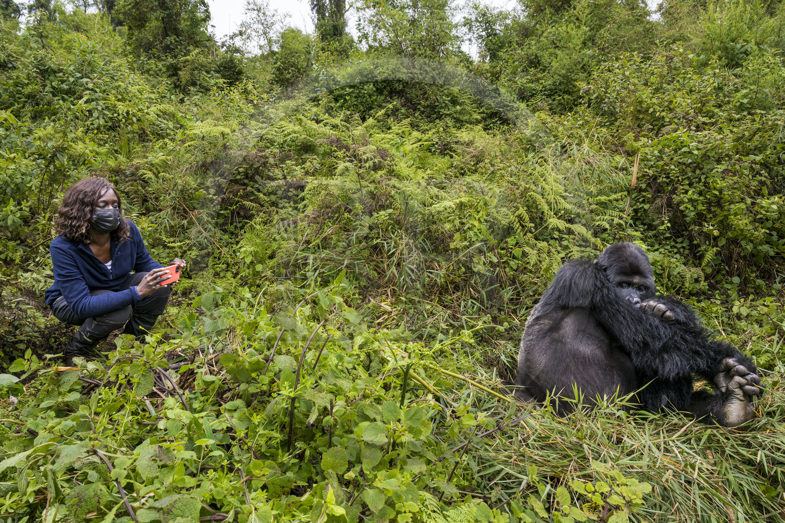 Rwanda, Province du Nord, Parc National des Volcans dans la chaine des Monts Virunga, mont Karisimbi, touriste observant des gorilles des montagnes  (Gorilla beringei beringei) du groupe Susa