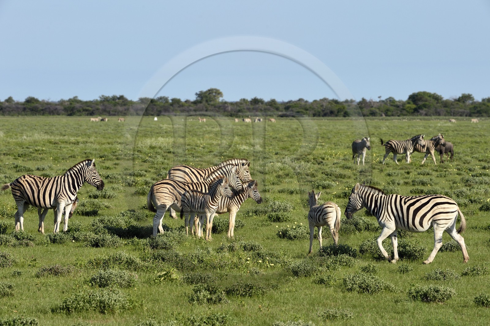 Namibie, région de Oshikoto, Parc National d'Etosha, zèbres de Burchell (Equus burchellii)