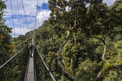 Rwanda, Province de l’Ouest, Colline Ibanda à Uwinka, Parc national de Nyungwe, le garde de African Parks Claver Mtoyinkima sur la Canopy walkway passerelle suspendue qui surplombe la canopée de la forêt tropicale à 70 mètres de haut, l'arbre Parinari excelsa à droite