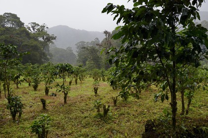 Panama, Chiriqui province, Boquete, Coffee Plantation Finca Lerida, on the slopes of Volcan Baru