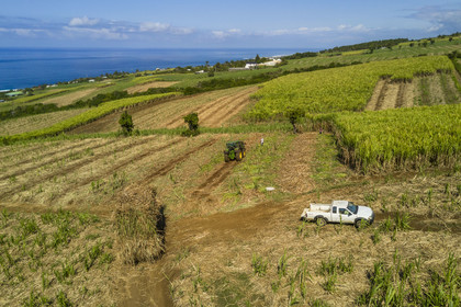 France, Ile de la Reunion, Petite-Ile, coupe et r