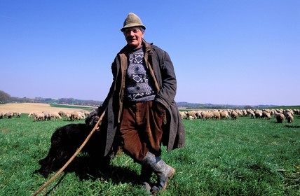 France, Bas Rhin, Ingolsheim, one of the last shepherd and his flock