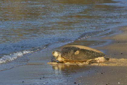 France, Mayotte island (French overseas department), Grande-Terre, Kani-Keli, N’Gouja beach, green sea turtle (Chelonia mydas) joining the sea after laying