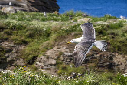 France, Finistère, Abers Country (Pays des Abers), Ile Vierge (Virgin Island) in the Lilia archipelago, sea gull