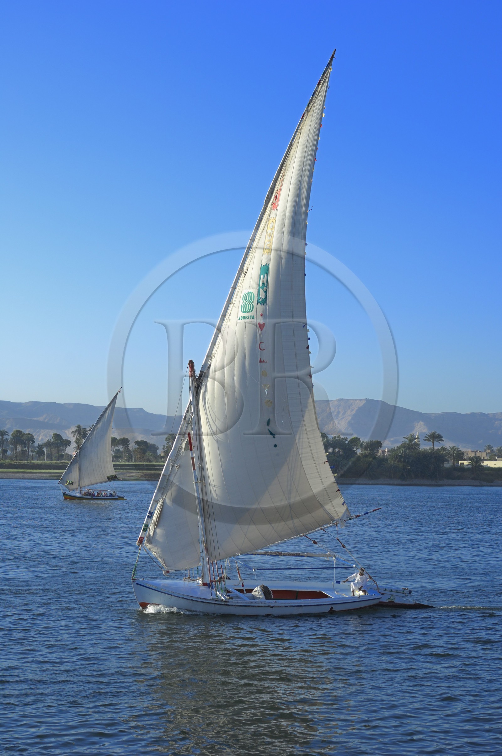 Egypte, Haute Egypte, vallée du Nil, Louxor, felouques sur le Nil