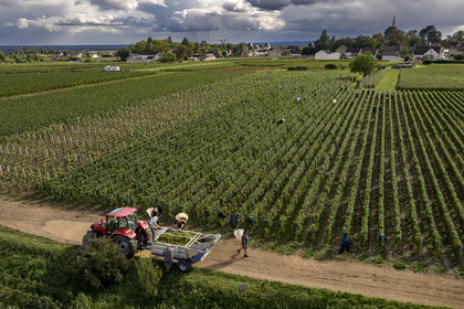 France, Côte-d'Or (21), les climats de Bourgogne classés Patrimoine Mondial de l'UNESCO, Route des Grands Crus, vignoble de la Côte de Beaune, Meursault, vendanges dans les vignes où les Hospices de Beaune possèdent des parcelles, le village en arrière plan (vue aérienne)