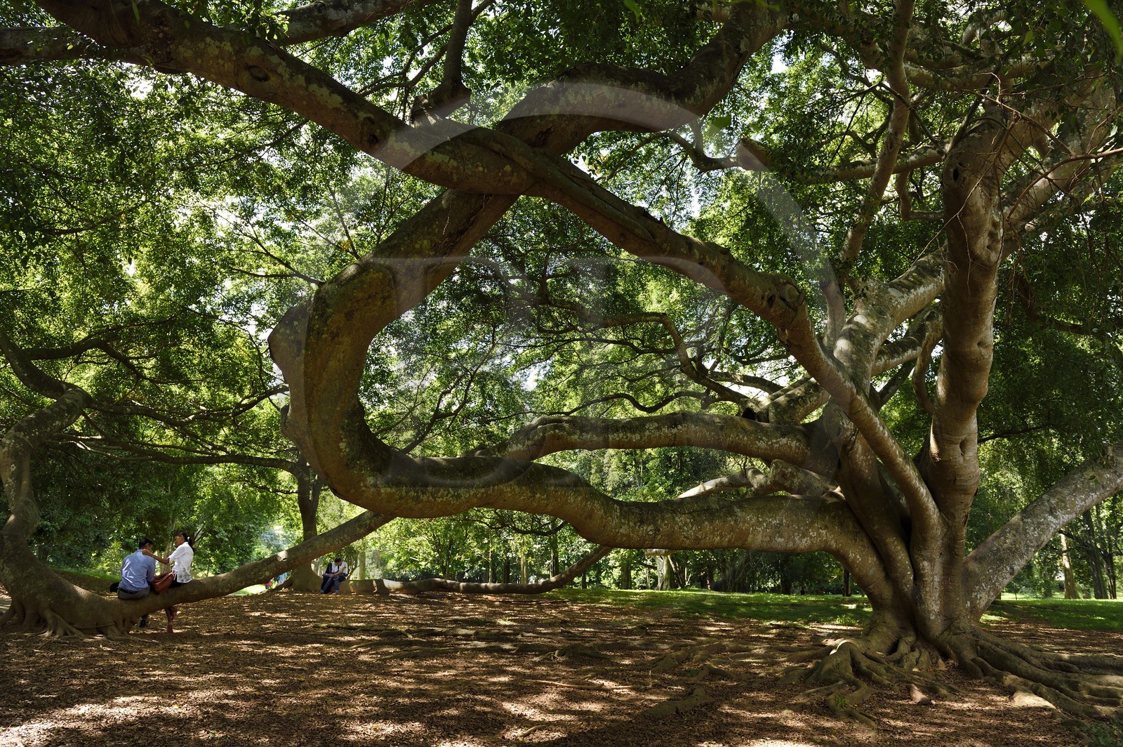 Sri Lanka, province du centre, Kandy, jardin botanique de Peradeniya, couples d'amoureux et ficus benjamina (moraceae)