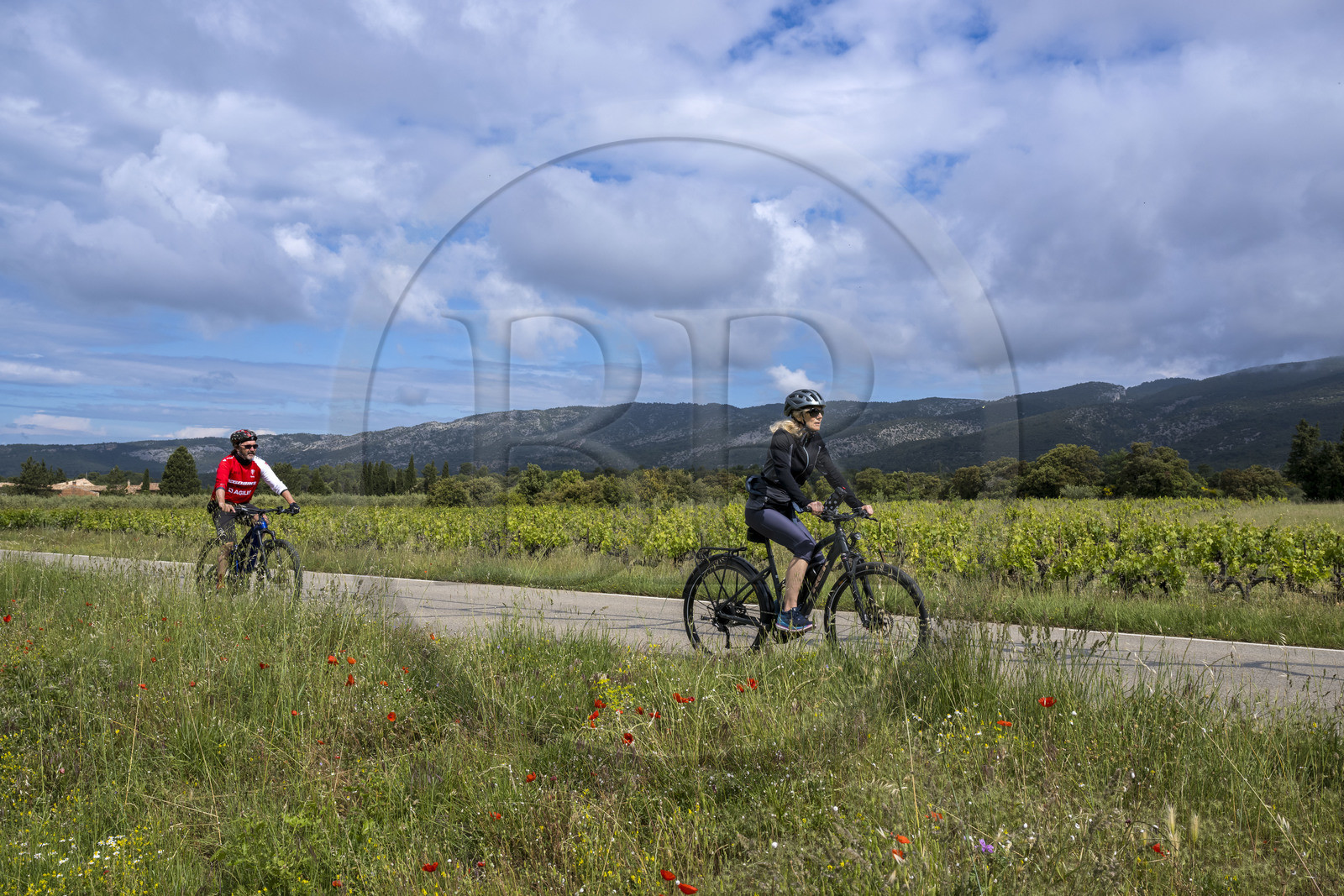 France, Vaucluse, Parc Naturel Regional du Mont Ventoux, Bedoin vineyard, bike ascent of Mont Ventoux by the D974 road on the southern slope