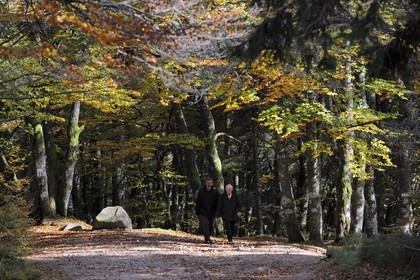 France, Haut-Rhin (68), la route des Crêtes, randonneurs dans la forêt de la réserve naturelle de Tanet-Gazon-du-Faing
