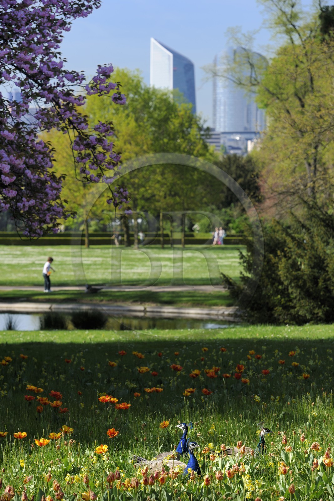 France, Paris (75), le Bois de Boulogne, parc de Bagatelle, paon
