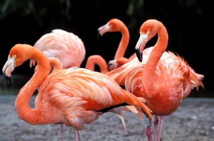 France, Haut Rhin, Mulhouse, botanical and zoological park, pink flamingos