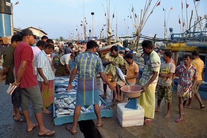 Sri Lanka, Province du Sud, Matara (district), Weligama, port de pêche de Mirissa, vente de poissons sur le quai au retour de la pêche