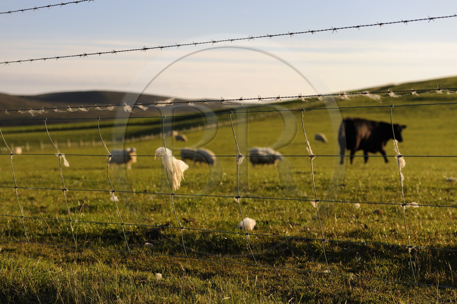 Royaume-Uni, Ecosse, Iles Orcades, Ile de Mainland, laine de mouton accrochée à la cloture