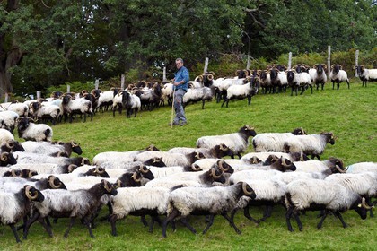 France, Pyrenees Atlantiques, Basque Country, Aldudes valley, Urepel, the manech black head sheep breeder Jean-Bernard Etchebarren