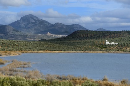 Spain, Andalusia, Jaén Province, olive groves south of Martos between Baena and Alcaudete, laguna del Conde and the Sierra Magina in the background
