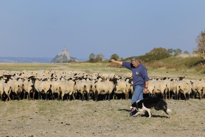 France, Ille-et-Vilaine (35), les herbus ou prés salés du Mont-Saint-Michel, l'éleveur de moutons de près salés Yannick Frain