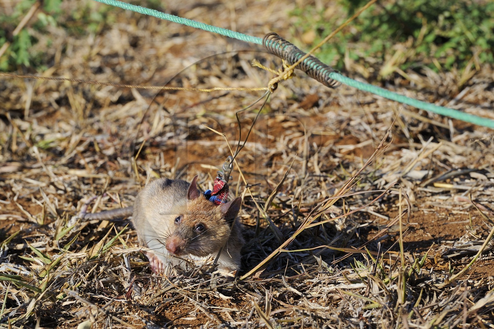 Tanzanie, université de Morogoro, centre de recherche Apopo de technologie de détection par les rats de mines anti-personnel, entrainement des rats à la détection de TNT sur le terrain