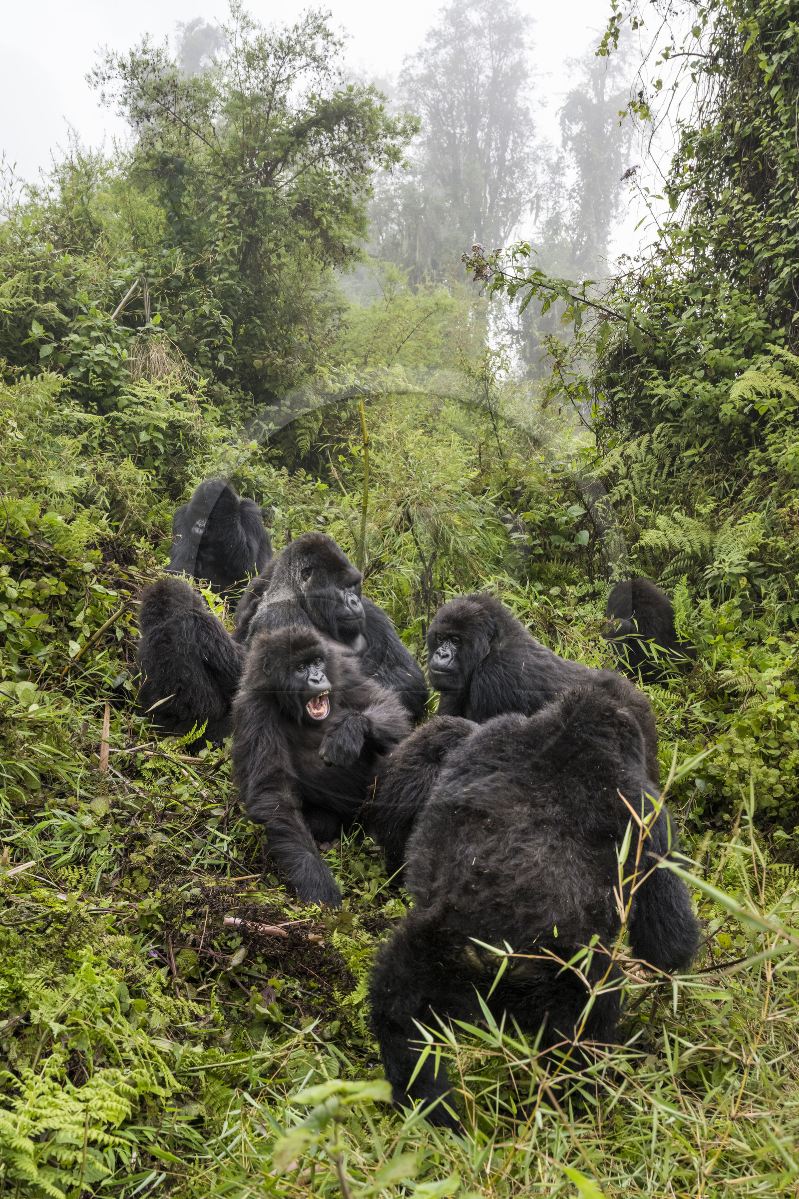 Rwanda, Province du Nord, Parc National des Volcans dans la chaine des Monts Virunga, mont Karisimbi, gorilles des montagnes (Gorilla beringei beringei), le dos argenté (silverback) nommé Impuzamahanga qui est le male dominant au centre en arrière plan