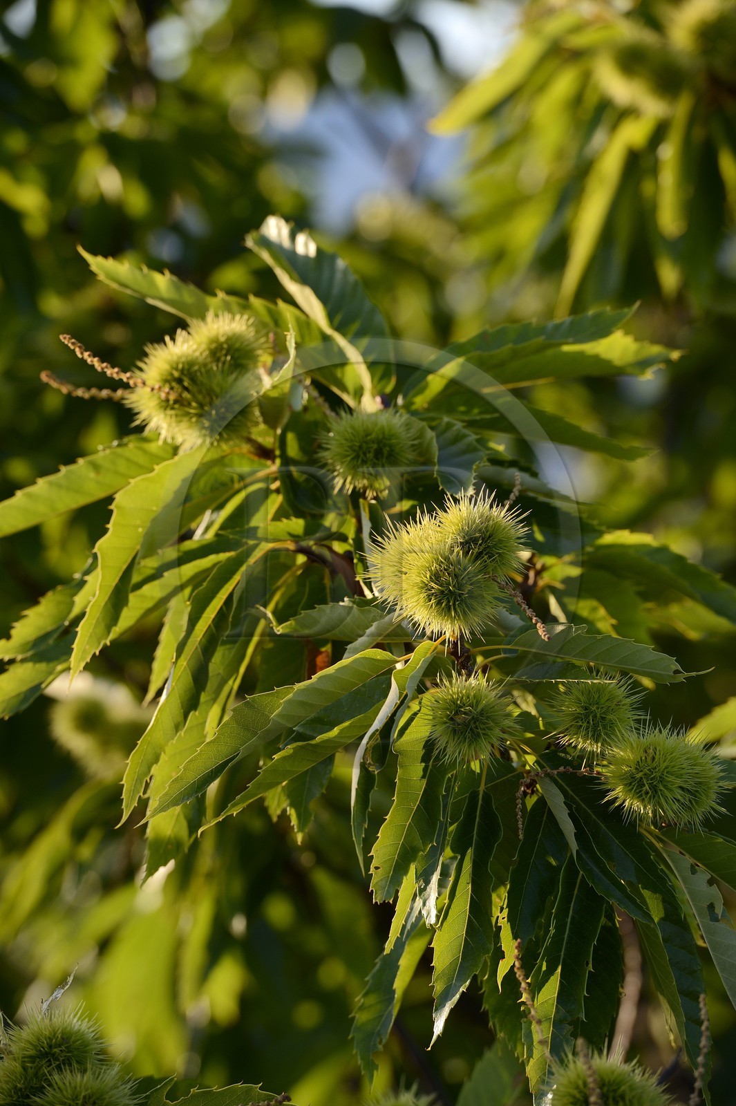 France, Ardèche (07), Sanilhac, chataignier à la Tour de Brison