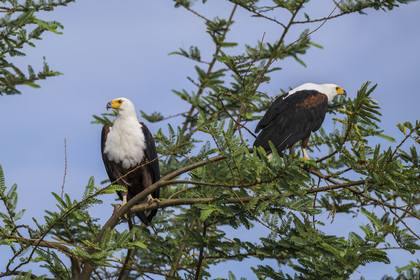 Rwanda, Parc national de l'Akagera, lac Ihema, Aigle pecheur d'Afrique ou Pygargue vocifer (Haliaeetus vocifer)