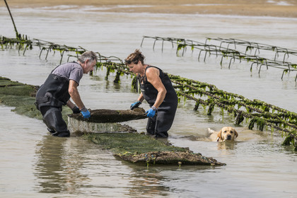 France, Charente-Maritime (17), Ile d'Oléron, Dolus-d’Oléron, les parcs du bassin de Marennes-Oléron dans le Pertuis d'Antioche, Nadia Quillet et son mari Eric retournent des poches de crassostrea gigas dans leurs parcs à huîtres à marée descendante