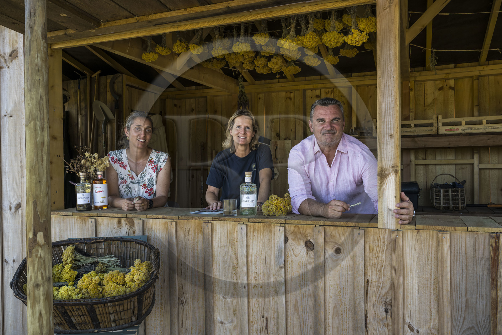 France, Charente-Maritime (17), Ile d'Oléron, Saint-Georges-d'Oléron, l’ingénieur agronome Ethel Gauthier à gauche avec Anne-Cécile et Christophe Amigorena les créateurs du Gin Melifera sous des immortelles des dunes (helichrysum stoechas) qui sechent