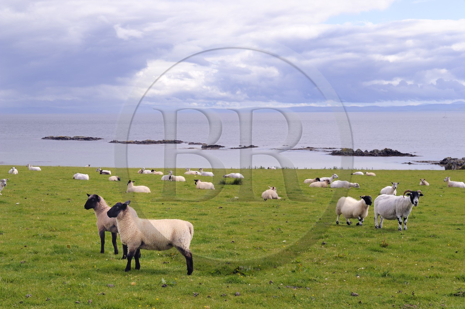 Royaume-Uni, Ecosse, Hébrides intérieures, Ile de Islay, moutons dans la baie de Claggain