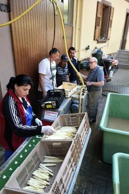 France, Bas Rhin, Fessenheim-Le-Bas, cut and sort of white asparagus