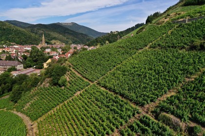 France, Haut Rhin, the Alsace Wine Route, Thann, Grand Cru vineyard of Rangen overlooking the town of Thann and the Saint-Thiebaut Collegiate Church (aerial view)