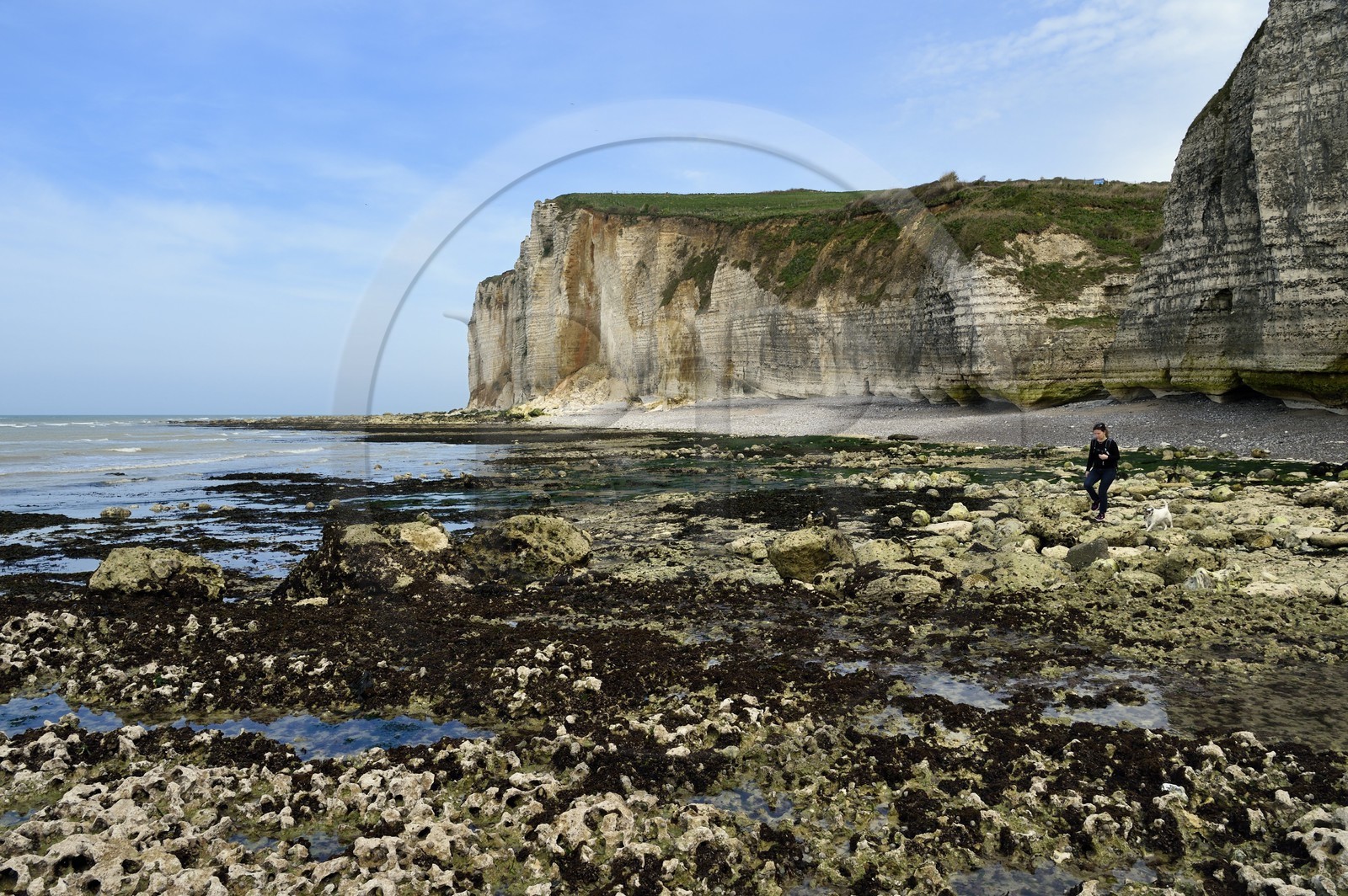 France, Seine-Maritime (76), Pays de Caux, Côte d'Albâtre, entre Etretat et Yport, la falaise vers Bénouville et la plage à marée basse