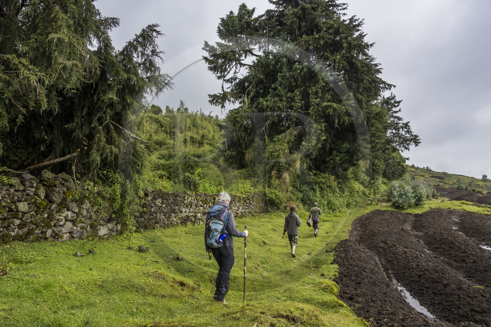 Rwanda, Province du Nord, District de Musanze (Ruhengeri), garde et pisteur du Parc accompagnant une randonneuse sur les pentes du mont Karisimbi dans les montagnes des Virunga, le mur d'enceinte du Parc national des Volcans où vivent les gorilles et les derniers champs défrichés avant la forêt