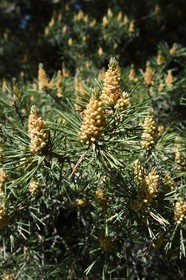 France, Alpes-Maritimes, parc national du Mercantour ( Mercantour national park), Haute-Vesubie, Gordolasque valley, Scots pine (Pinus sylvestris)