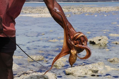 Tanzania, Zanzibar Archipelago, Unguja island (Zanzibar), southeast coast, Bwejuu, octopus fishing on the coral reef at low tide
