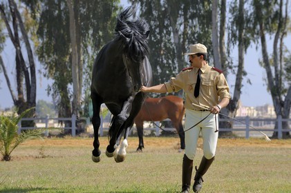 Maroc, région de Meknès-Tafilalet, haras royal de Meknès, pur sang arabe-barbe Oumas