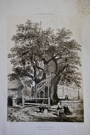 France, Seine-Maritime, Pays de Caux, Allouville Bellefosse, the 9th century oak is the oldest in France, it houses in its trunk two small chapel