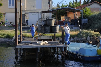France, Hérault (34), Bouzigues, étang de Thau, exploitation conchylicole au lieu dit La Catonnière, déchargement des huitres