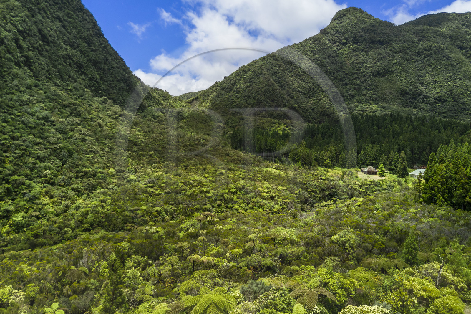 France, Ile de la Reunion, Parc National de la Réunion classé Patrimoine Mondial de l'UNESCO, La Plaine des Palmistes, la forêt de Bébour (vue aérienne)