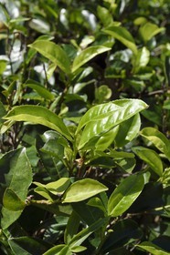 Sri Lanka, Province d'Uva, Ella (Badulla district), feuilles de thé fraiches avant la cueillette