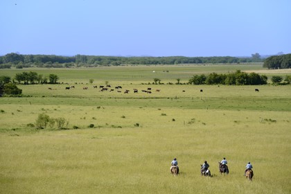 Argentine, province de Buenos Aires, San Antonio de Areco, estancia La Bamba de Areco, gauchos à cheval dans la pampa