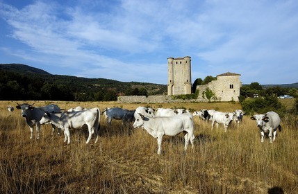 France, Aude (11), Donjon d'Arques (13 14